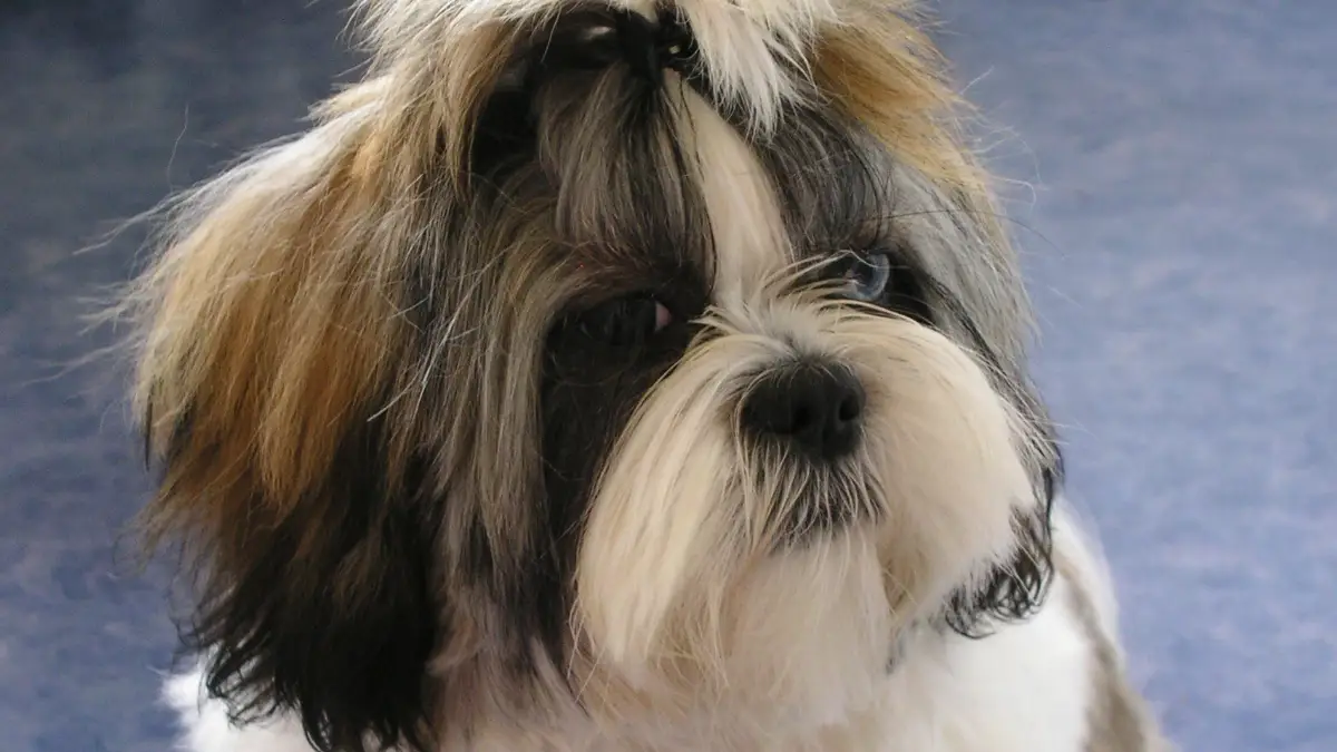 Shih Tzu dog high-resolution breed photo