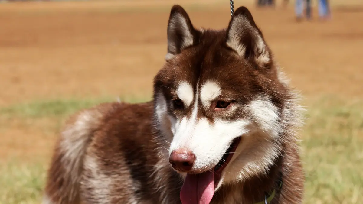 Siberian Husky high-resolution breed photo