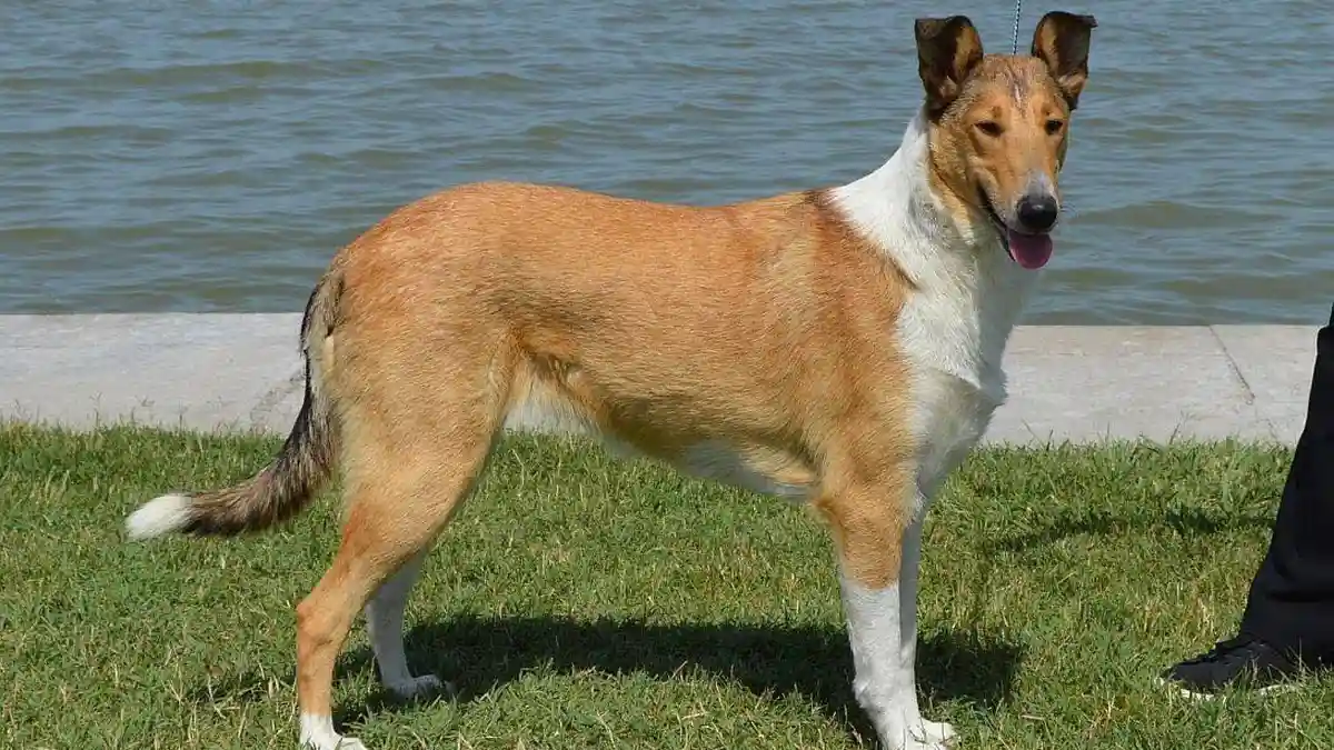 Smooth Collie dog high-resolution breed photo