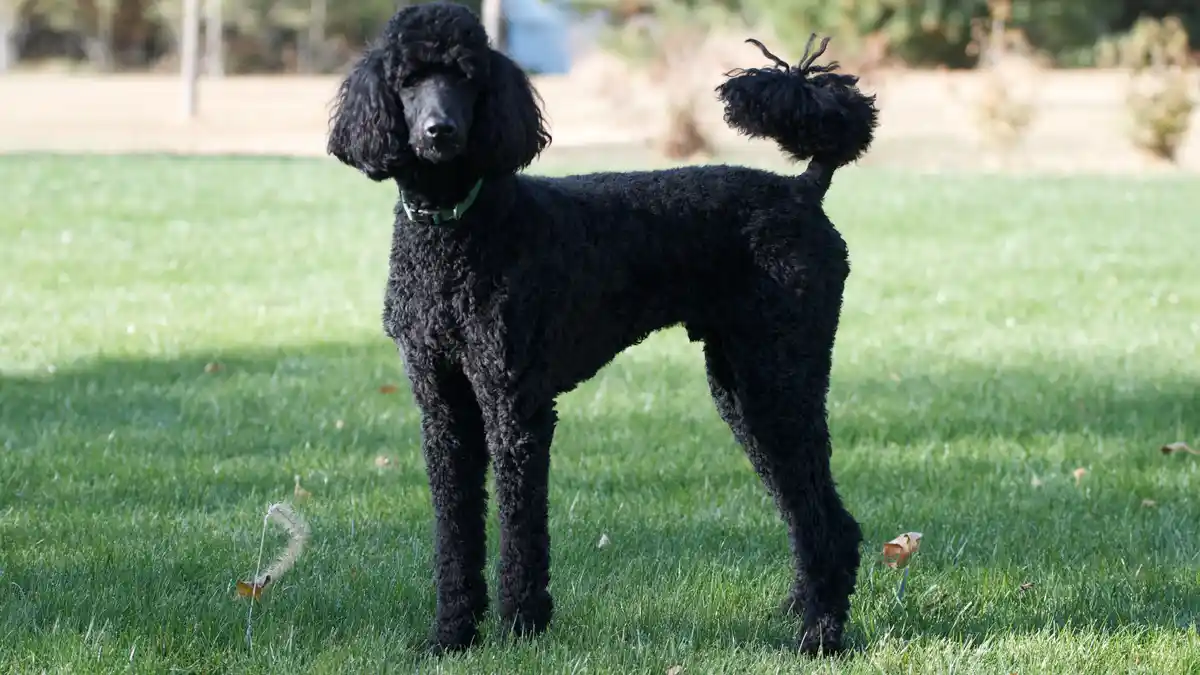 Standard Poodle high-resolution breed photo