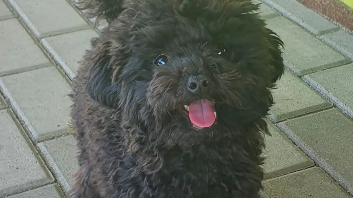 Teacup Poodle high-resolution breed photo