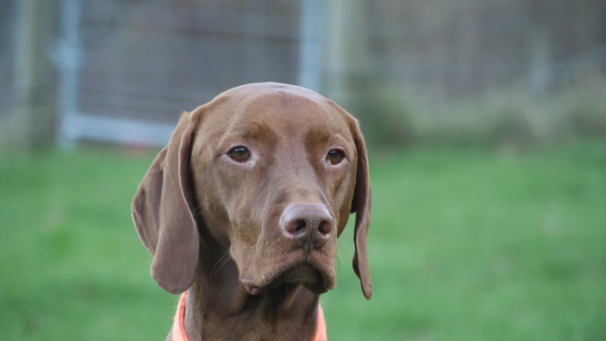 Vizsla dog high-resolution breed photo