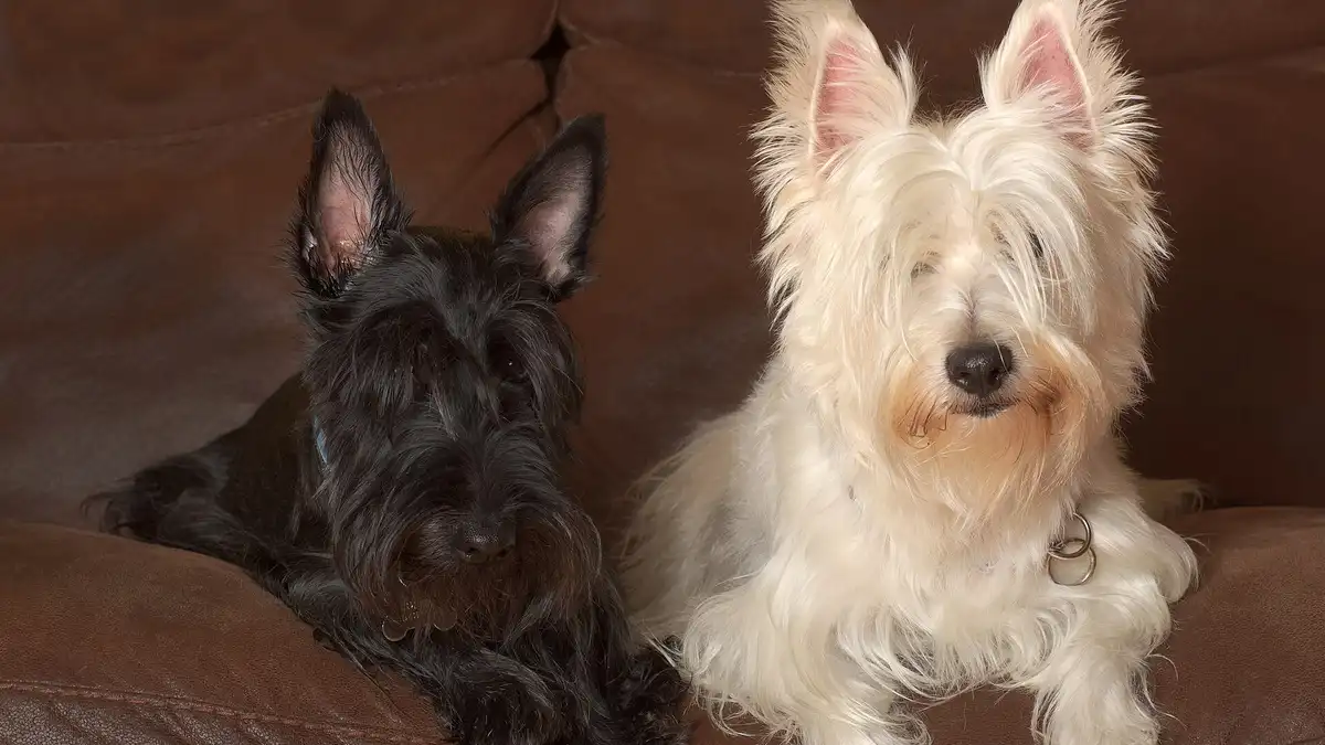 West Highland White Terrier high-resolution breed photo