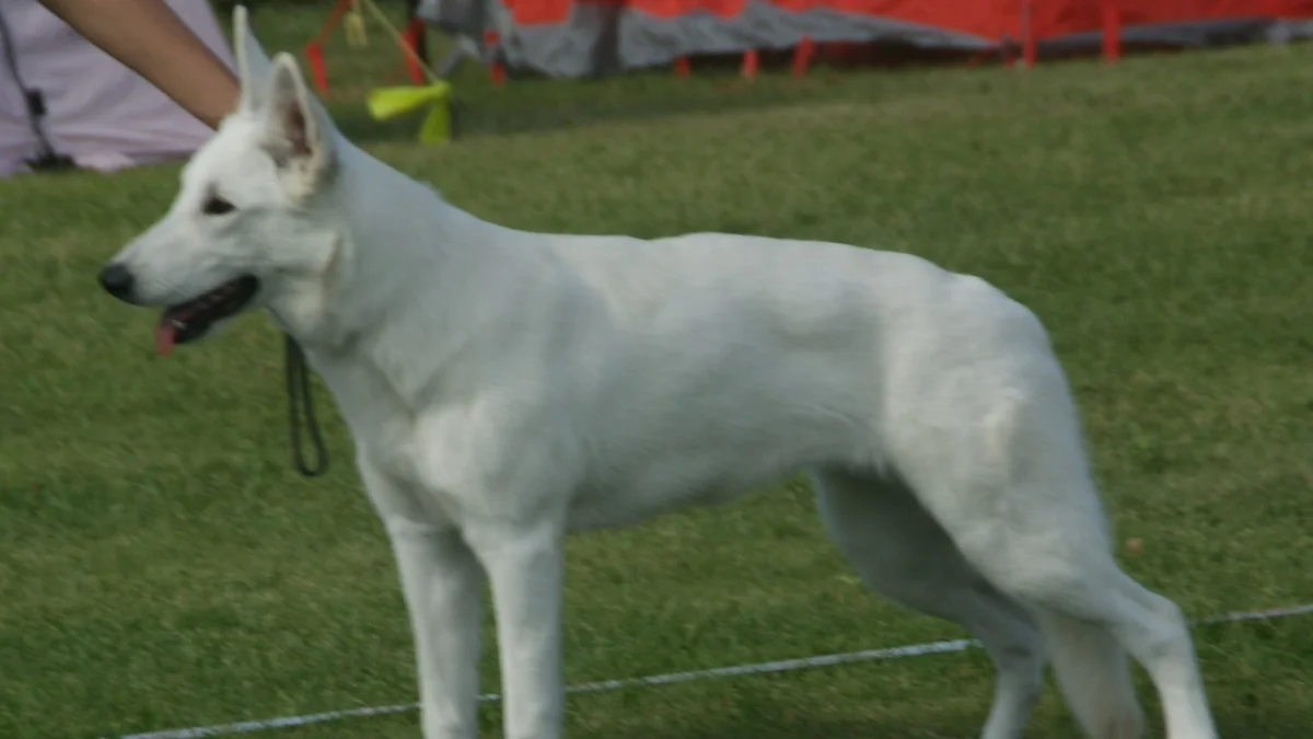 White German Shepherd high-resolution breed photo