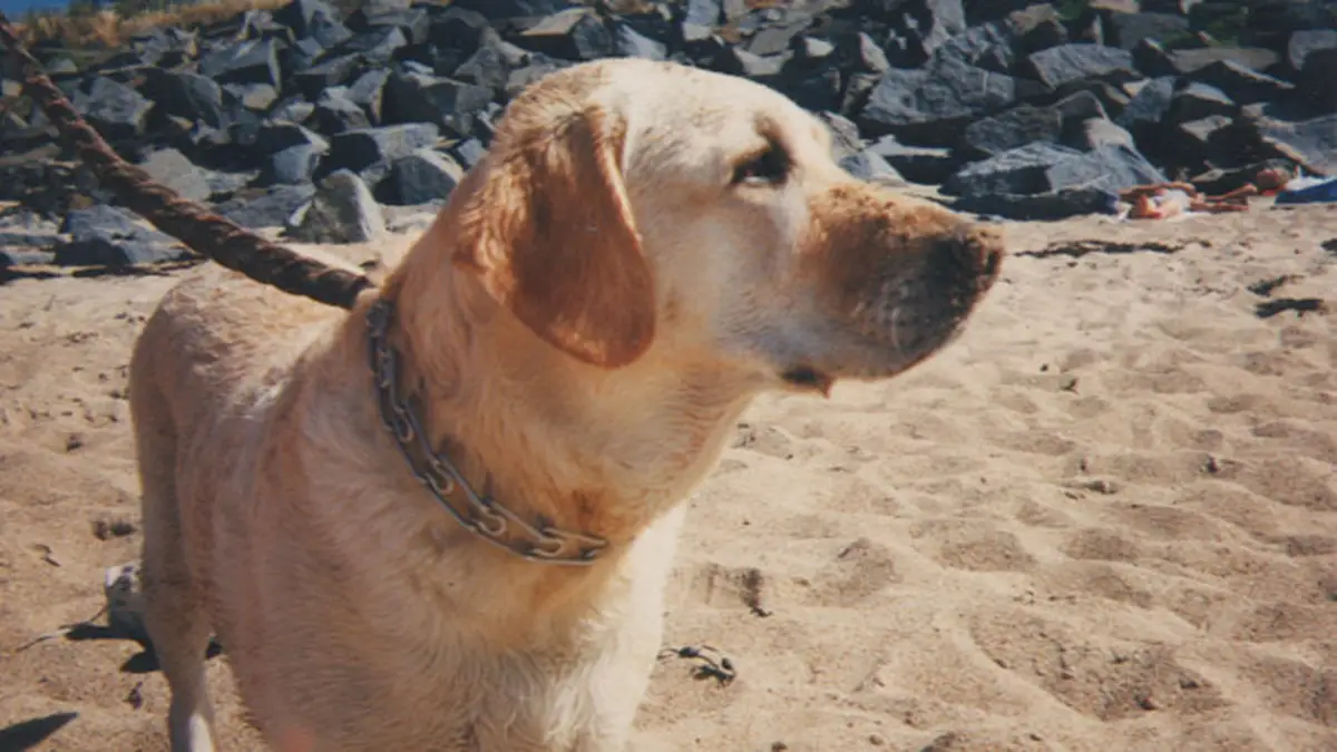 White Labrador Retriever high-resolution breed photo