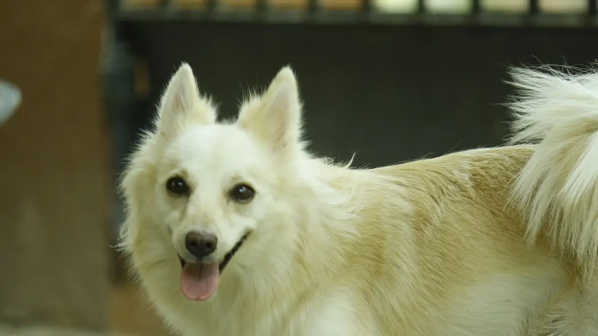 White Pomeranian high-resolution breed photo