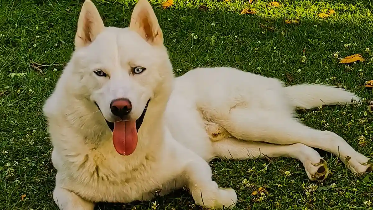 White Siberian Husky high-resolution breed photo