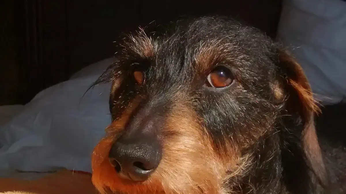 Wire haired Dachshund high-resolution breed photo