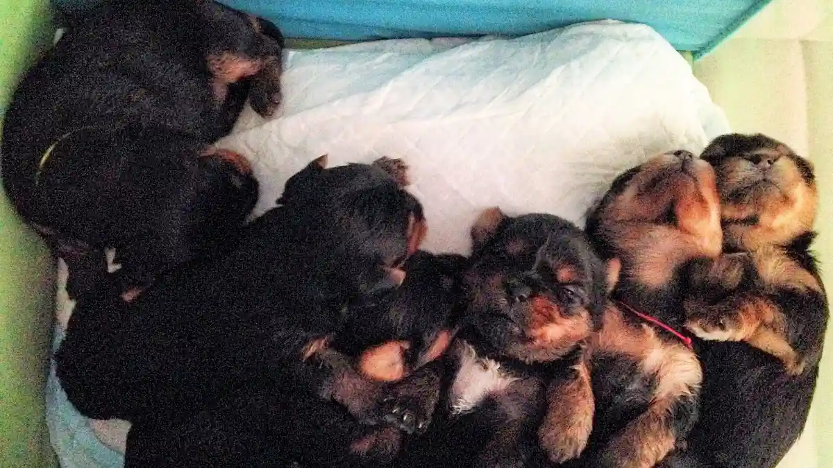 Yorkshire Terrier puppy high-resolution breed photo